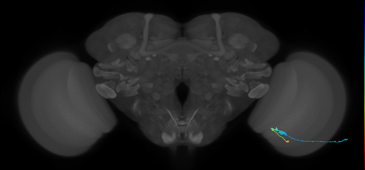 C3_R (JRC_OpticLobe:52842)