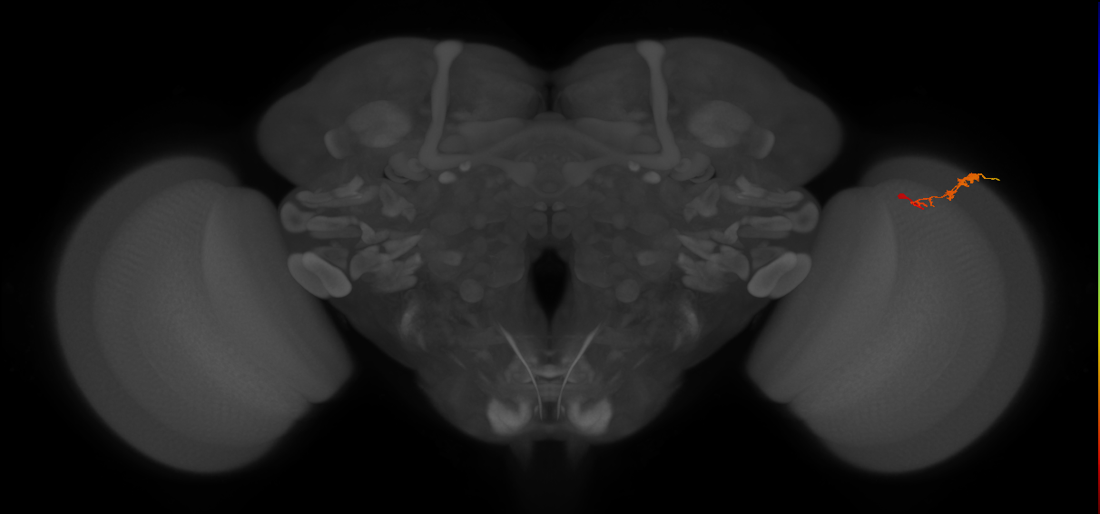 C3_R (JRC_OpticLobe:76011)