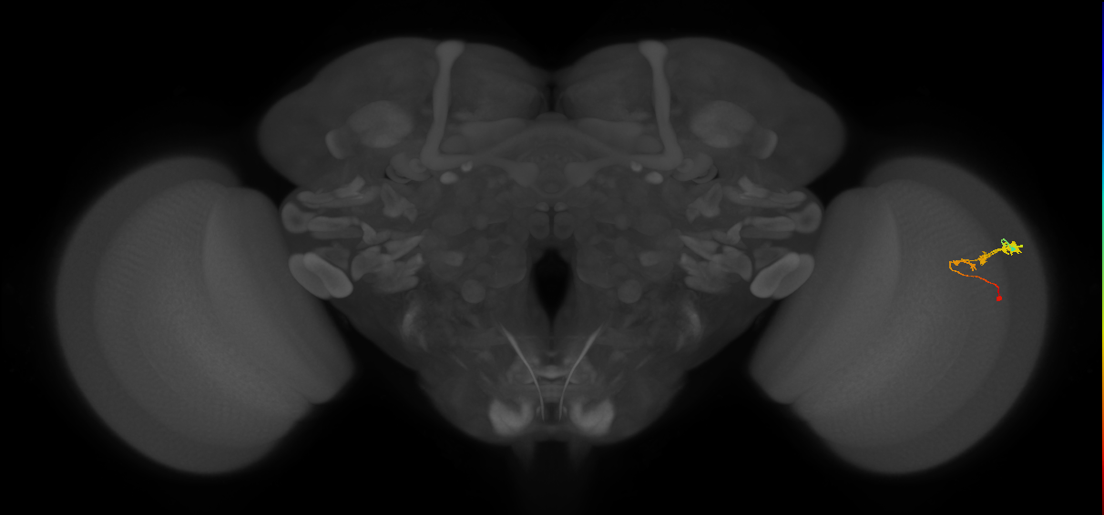 C3_R (JRC_OpticLobe:53081)
