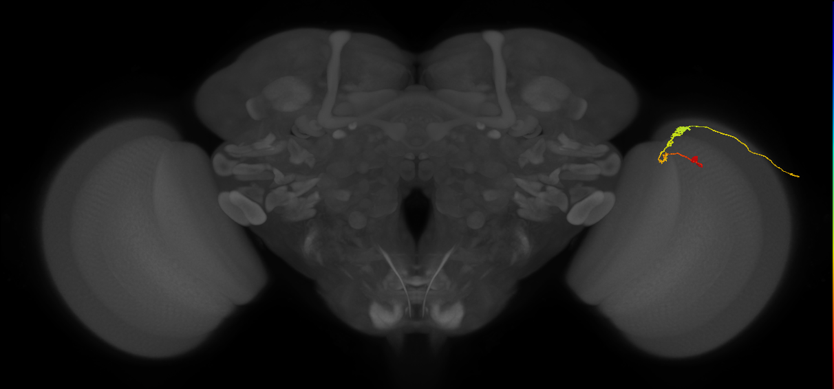 C3_R (JRC_OpticLobe:63853)