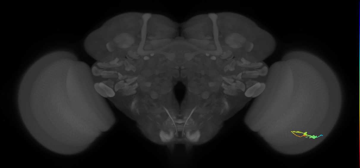 C3_R (JRC_OpticLobe:53480)