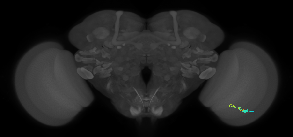 C3_R (JRC_OpticLobe:54271)