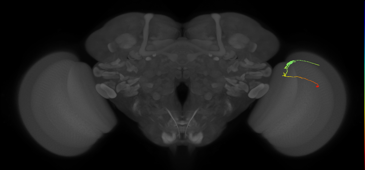 C3_R (JRC_OpticLobe:76865)