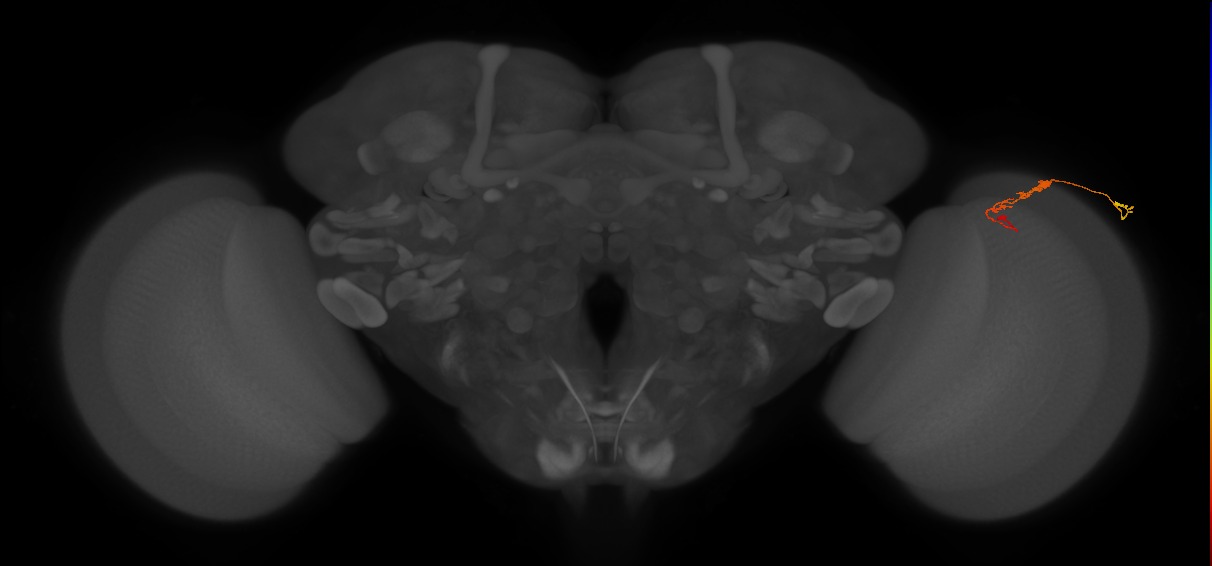 C3_R (JRC_OpticLobe:79322)