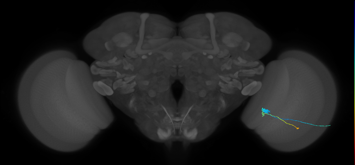 C3_R (JRC_OpticLobe:77663)