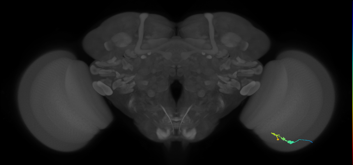 C3_R (JRC_OpticLobe:54301)