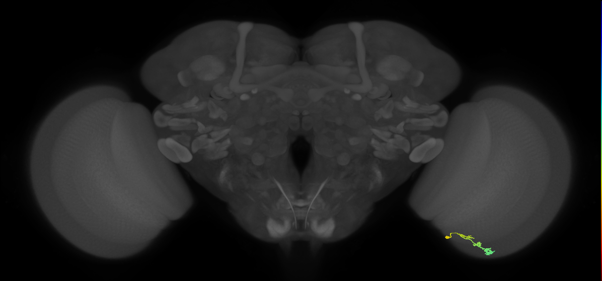 C3_R (JRC_OpticLobe:88365)