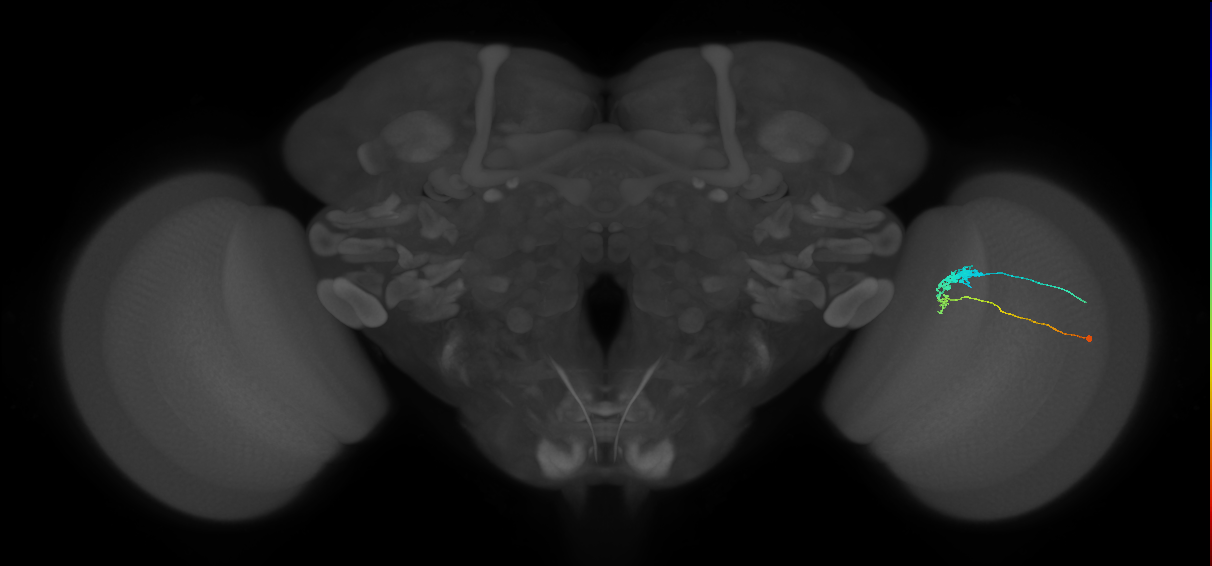 C3_R (JRC_OpticLobe:543005)