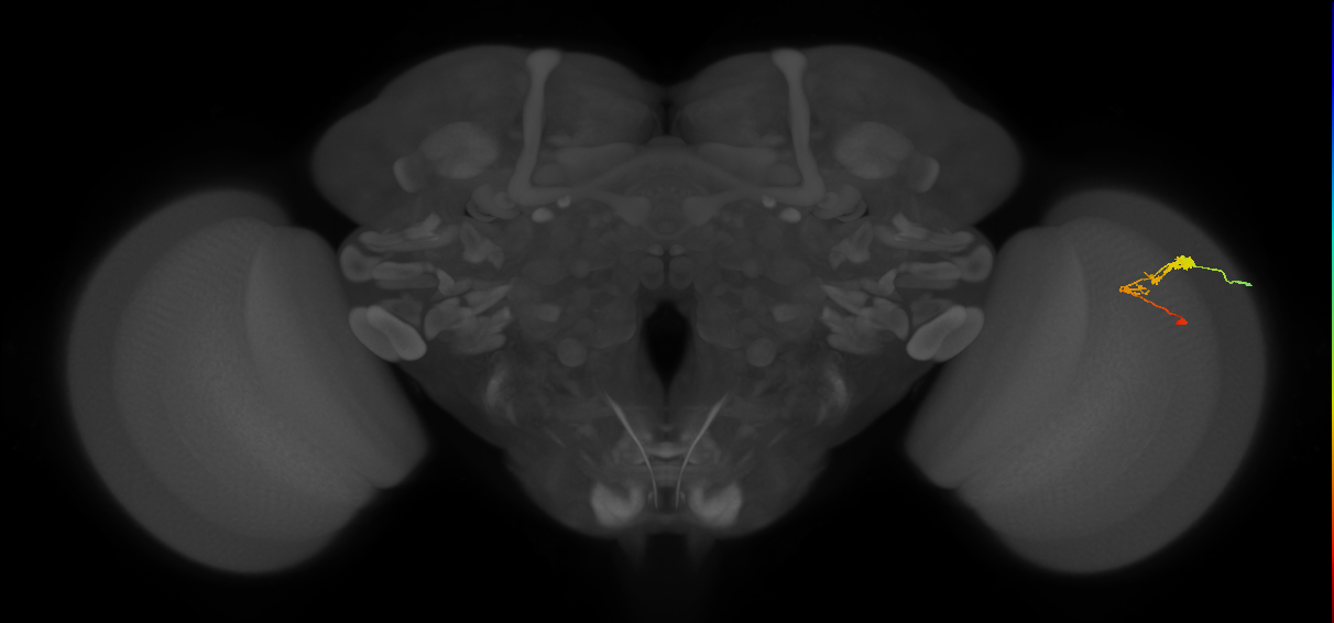 C3_R (JRC_OpticLobe:59114)