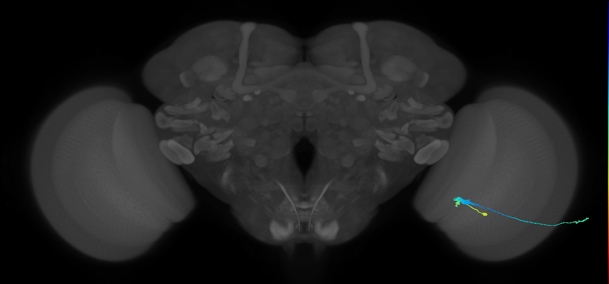 C3_R (JRC_OpticLobe:58297)