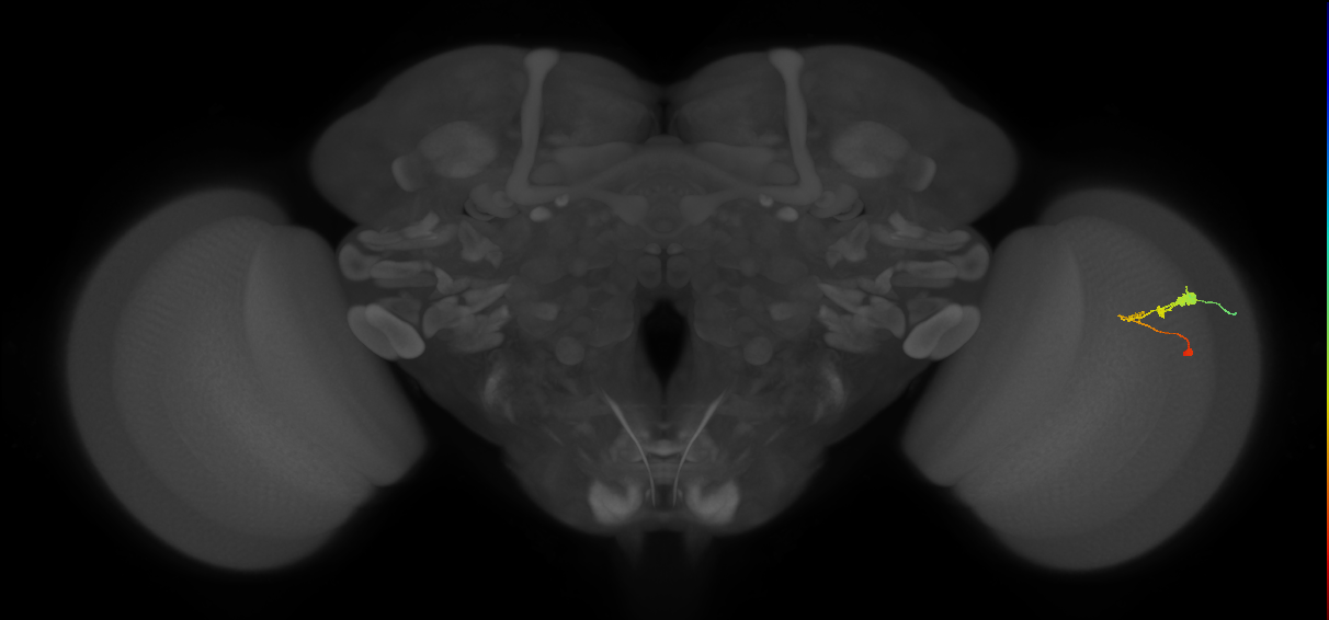 C3_R (JRC_OpticLobe:60080)