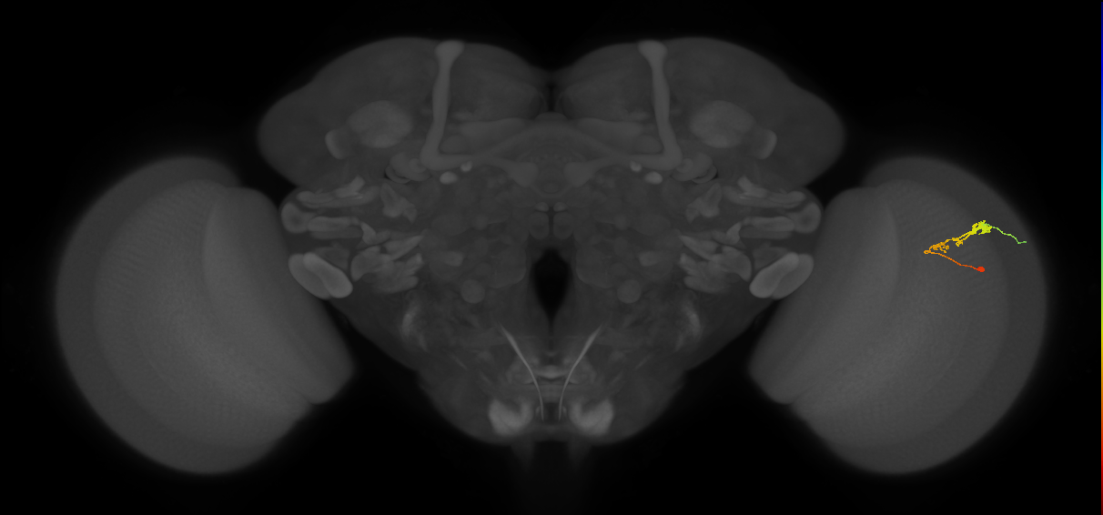 C3_R (JRC_OpticLobe:63006)