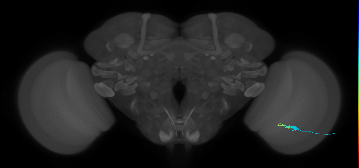 C3_R (JRC_OpticLobe:57407)