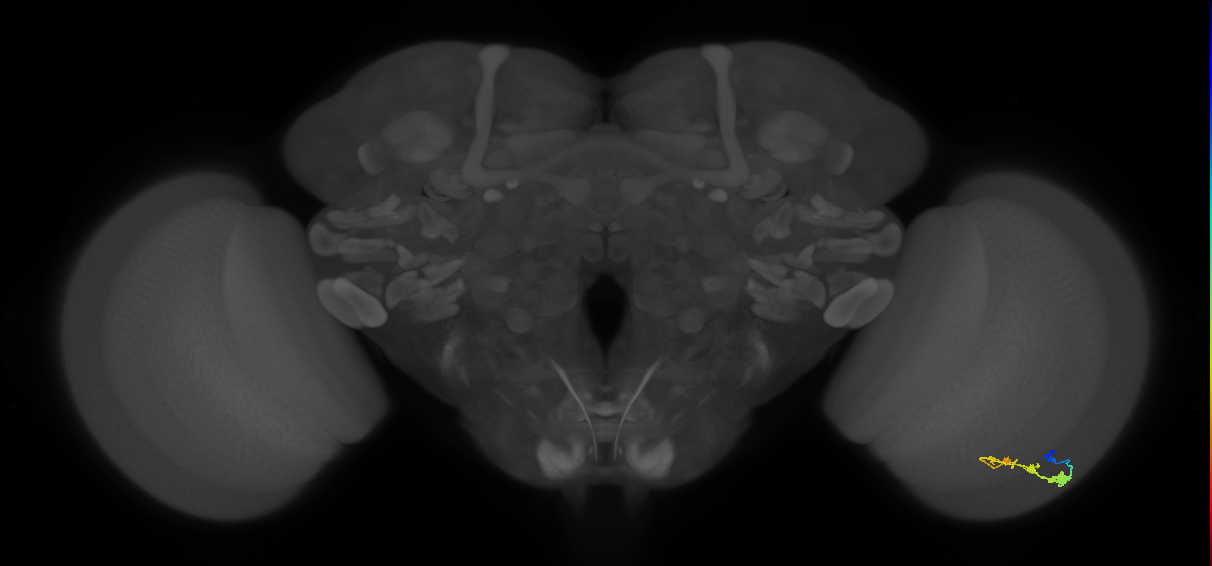 C3_R (JRC_OpticLobe:48273)