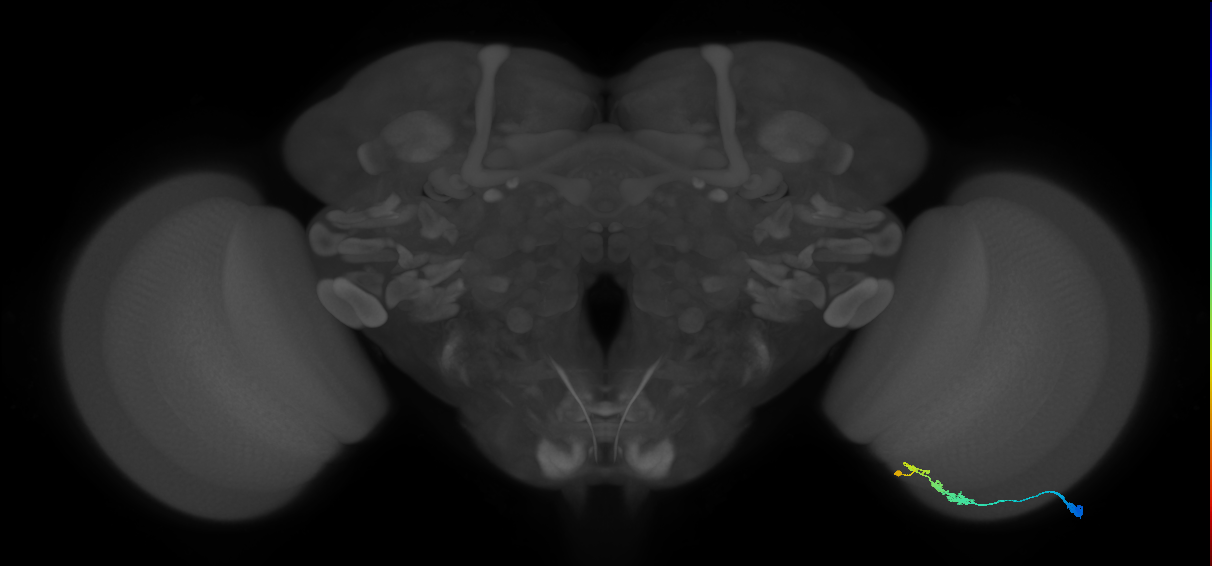 C3_R (JRC_OpticLobe:45437)