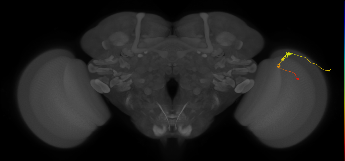 C3_R (JRC_OpticLobe:55632)