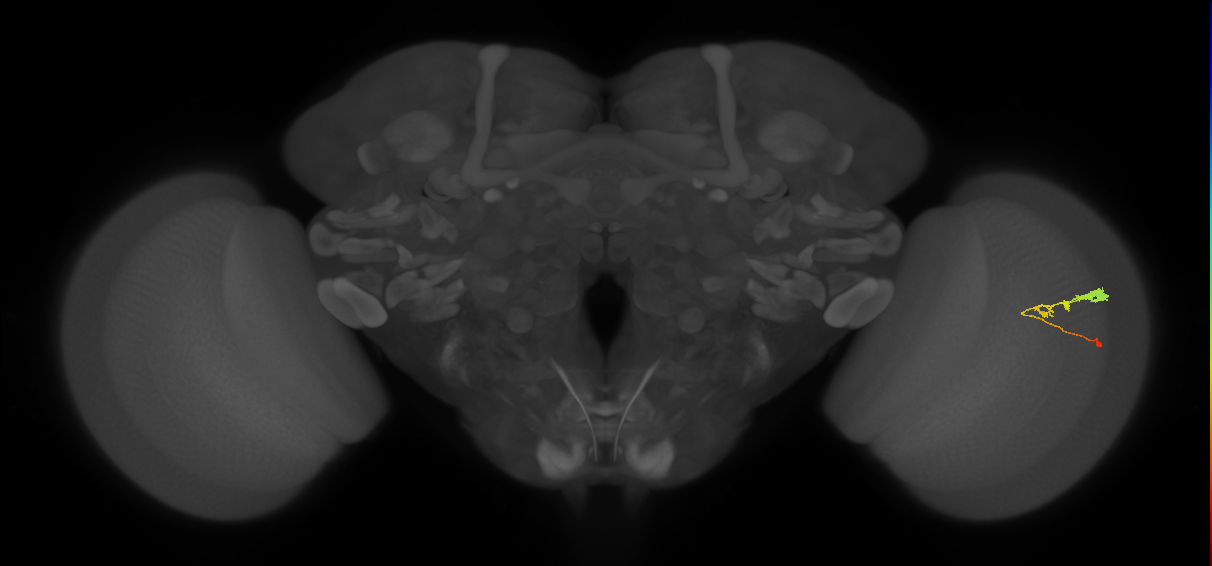 C3_R (JRC_OpticLobe:57889)