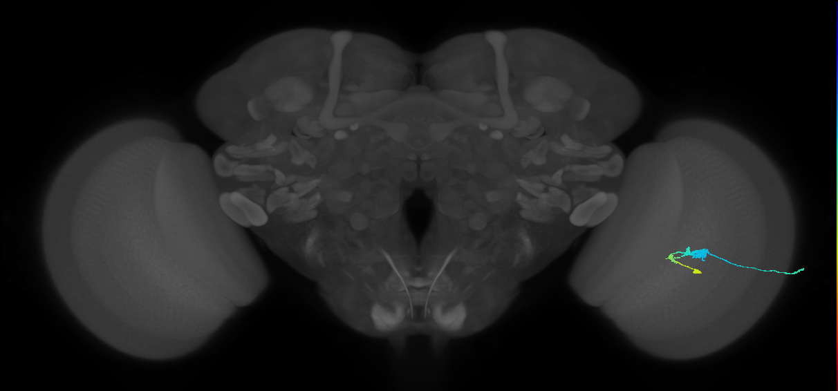 C3_R (JRC_OpticLobe:52849)