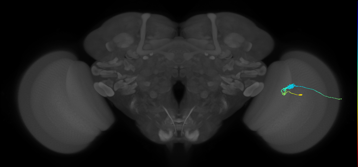C3_R (JRC_OpticLobe:54995)
