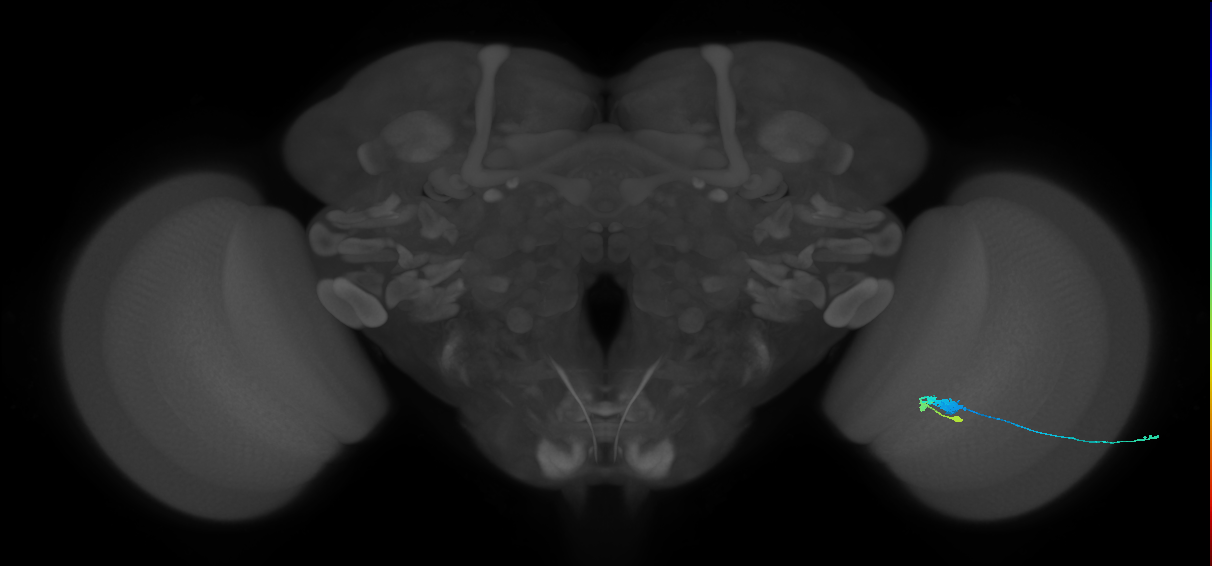 C3_R (JRC_OpticLobe:68026)