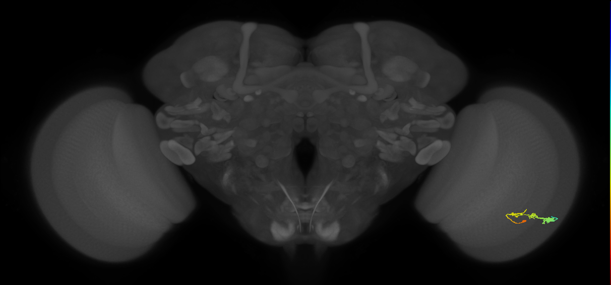 C3_R (JRC_OpticLobe:51484)