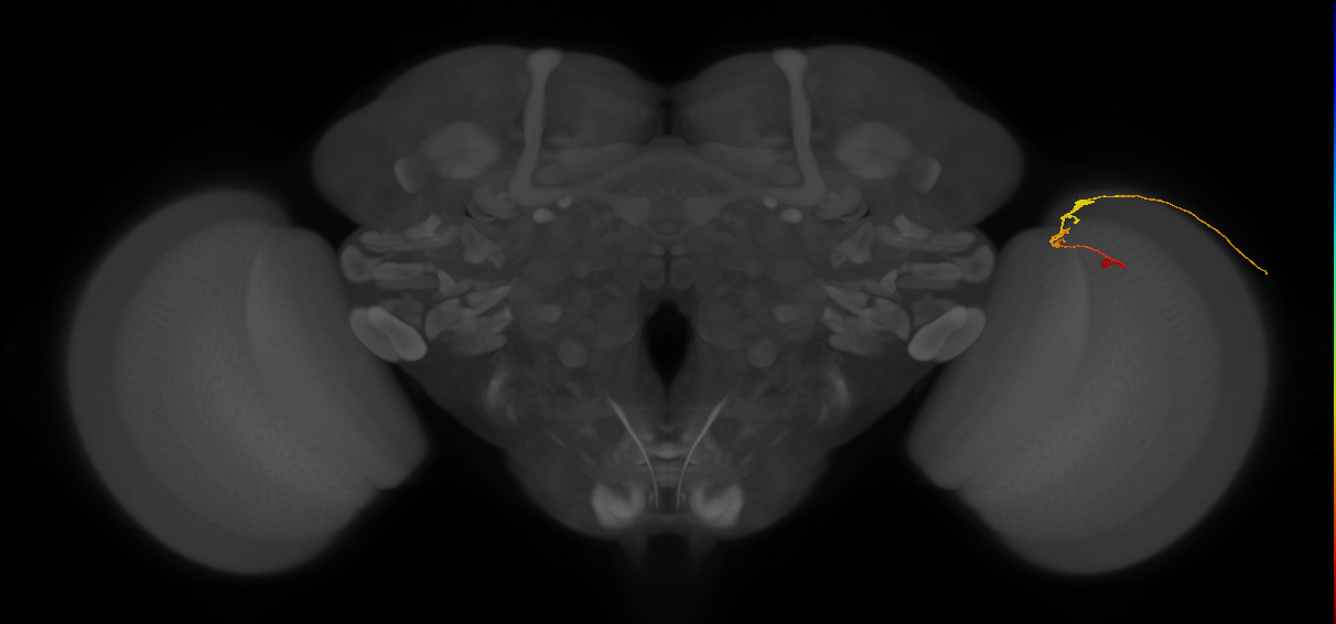 C3_R (JRC_OpticLobe:89892)