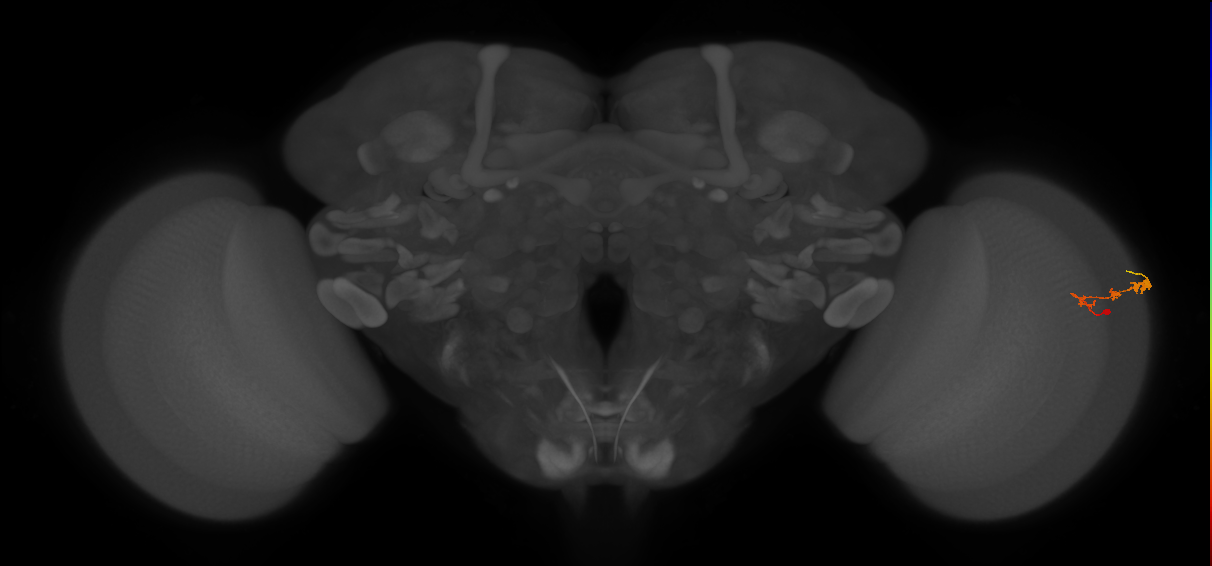 C3_R (JRC_OpticLobe:68954)