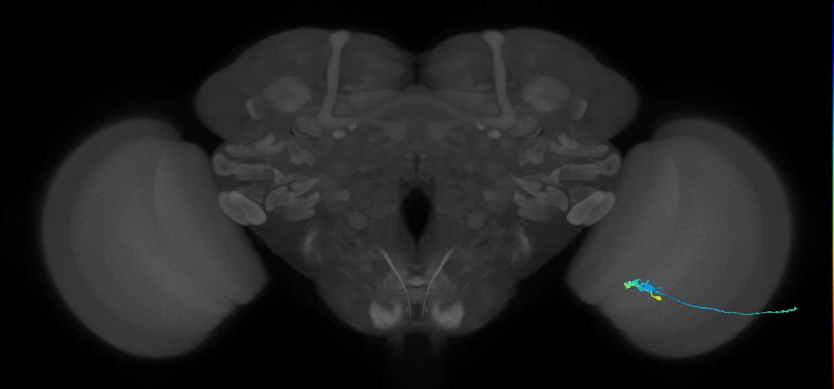 C3_R (JRC_OpticLobe:73951)