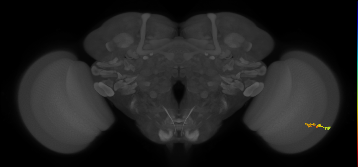 C3_R (JRC_OpticLobe:59092)
