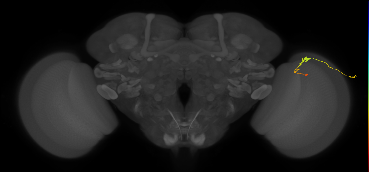 C3_R (JRC_OpticLobe:68835)