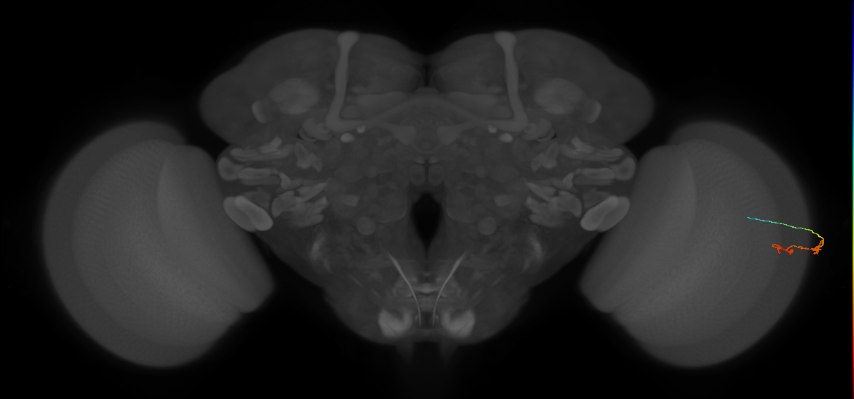 C3_R (JRC_OpticLobe:90406)