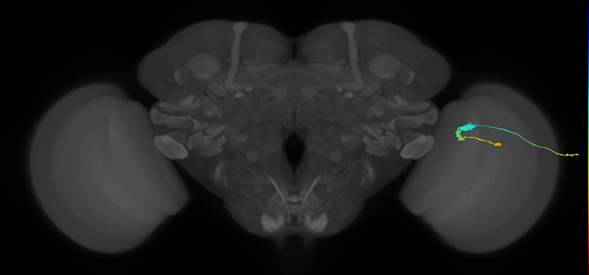 C3_R (JRC_OpticLobe:54131)