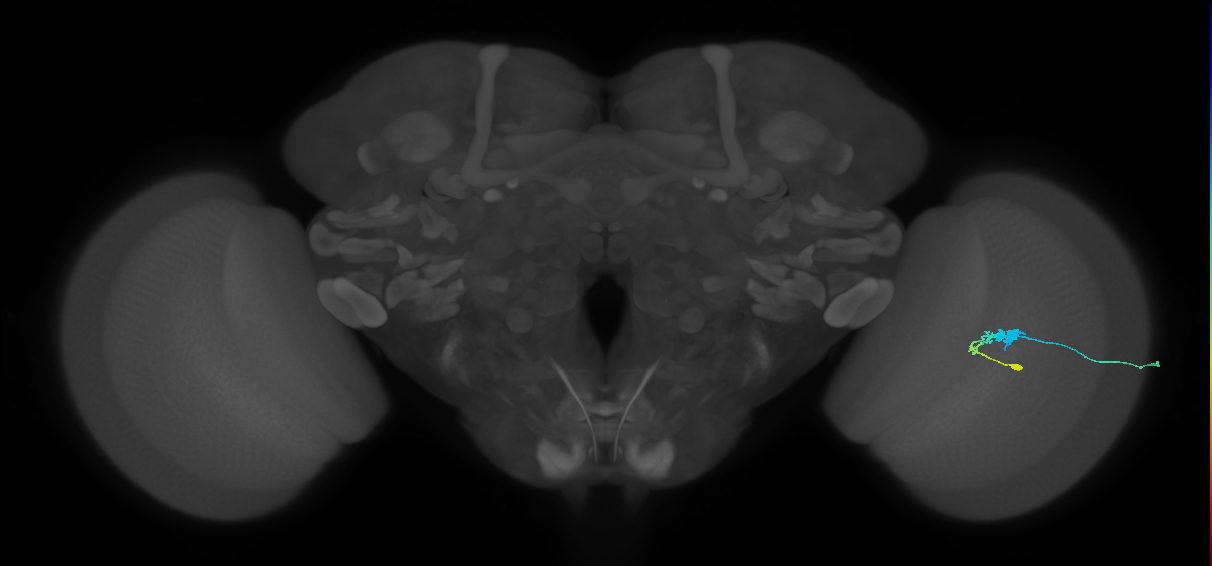 C3_R (JRC_OpticLobe:60013)
