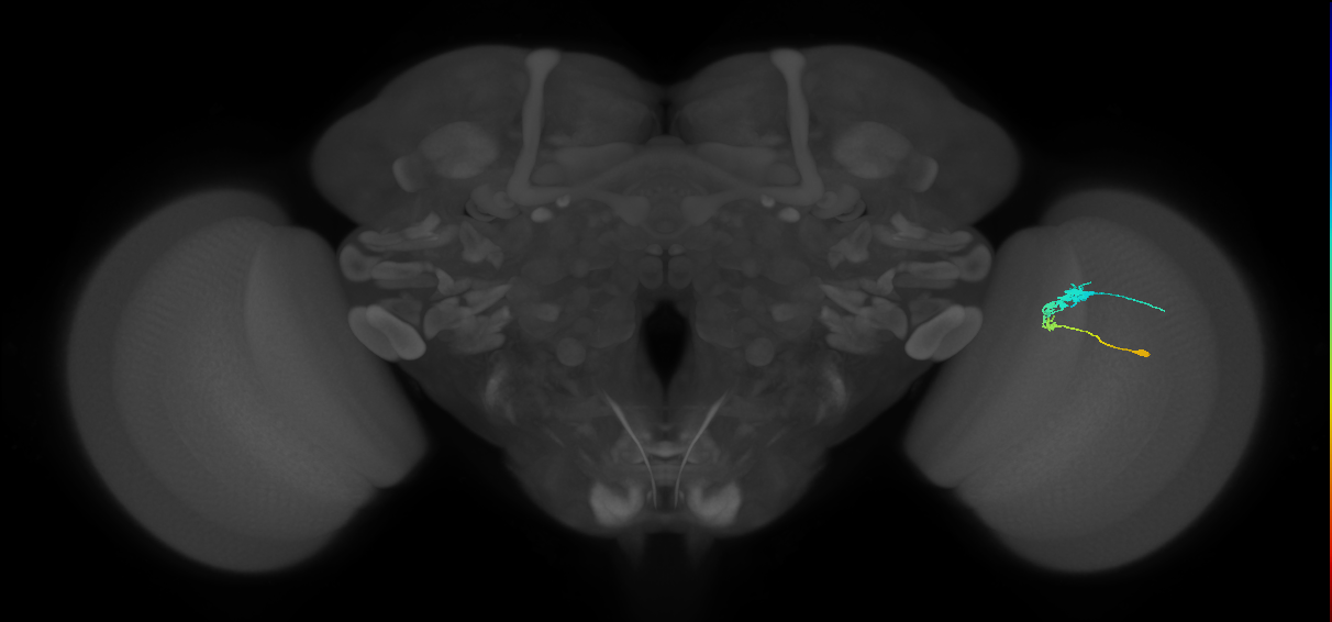 C3_R (JRC_OpticLobe:60847)