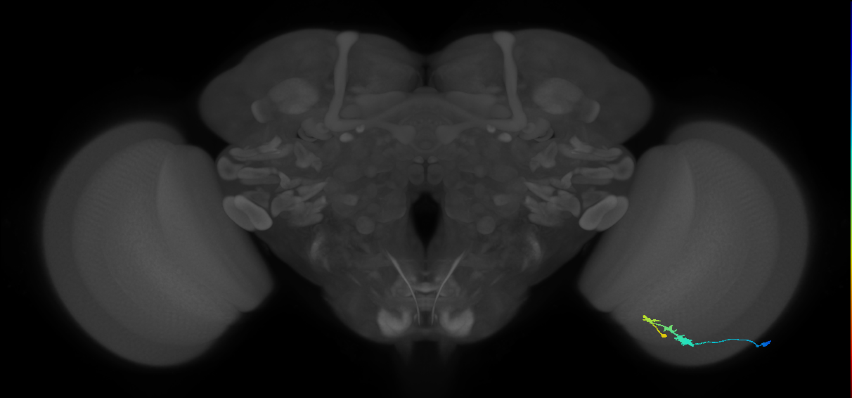 C3_R (JRC_OpticLobe:47252)