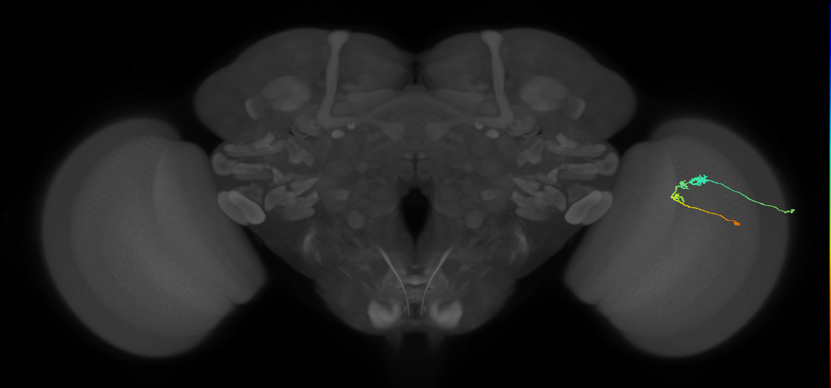 C3_R (JRC_OpticLobe:62442)