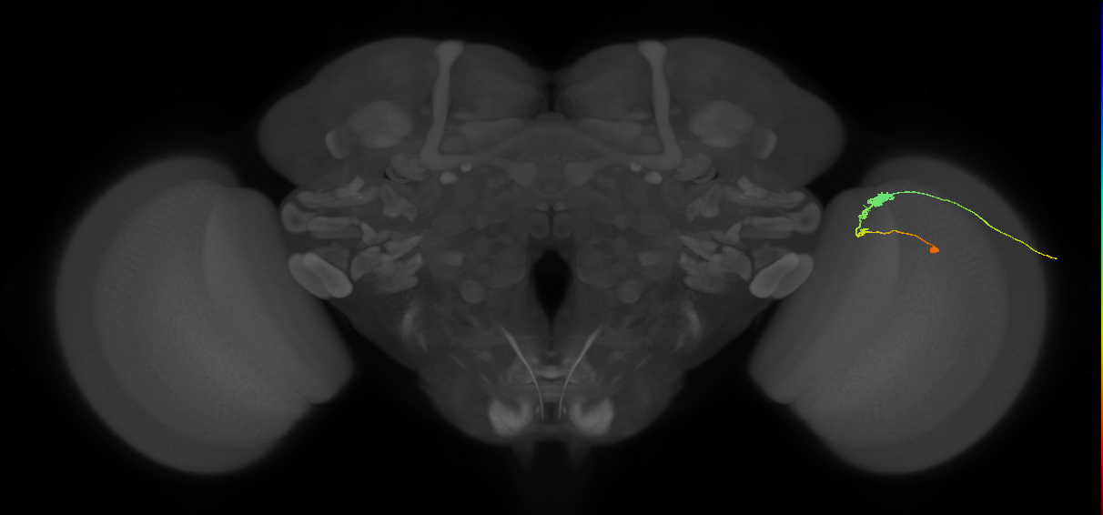 C3_R (JRC_OpticLobe:75187)