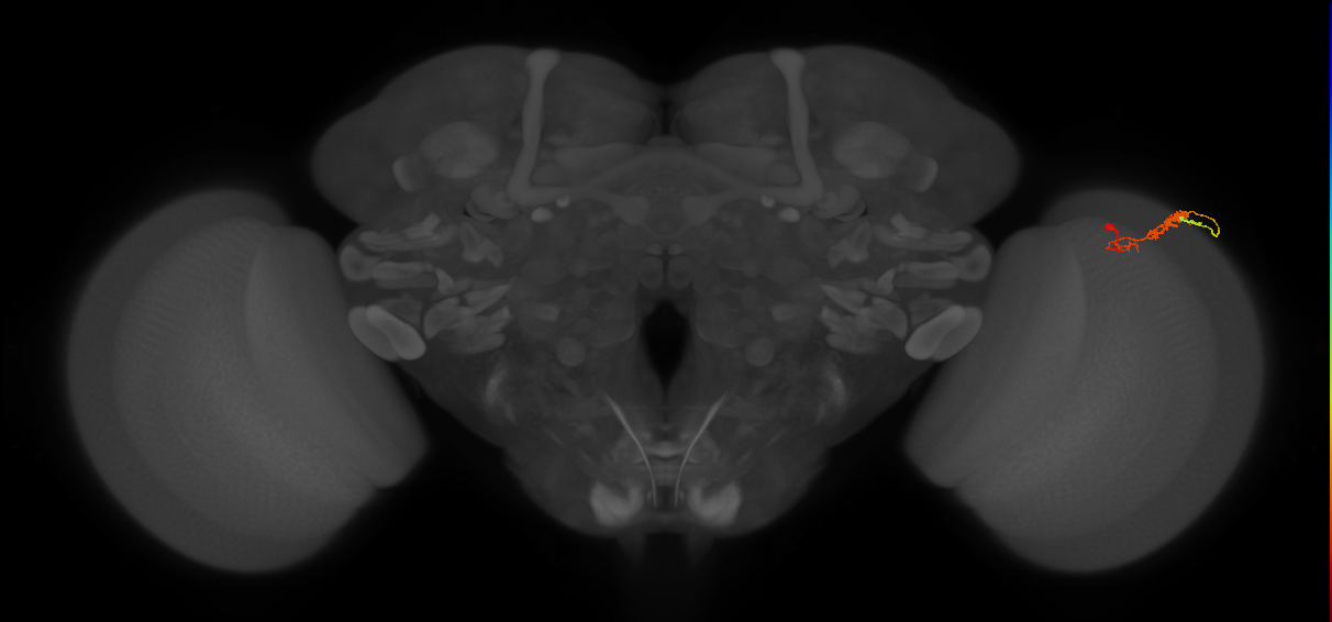 C3_R (JRC_OpticLobe:53940)