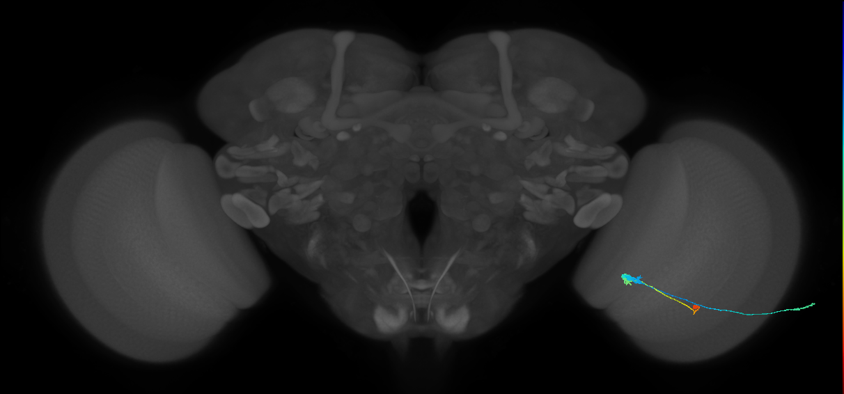C3_R (JRC_OpticLobe:64963)