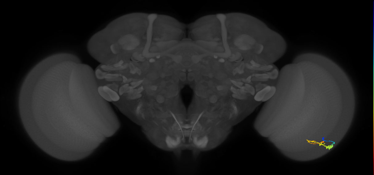 C3_R (JRC_OpticLobe:46820)