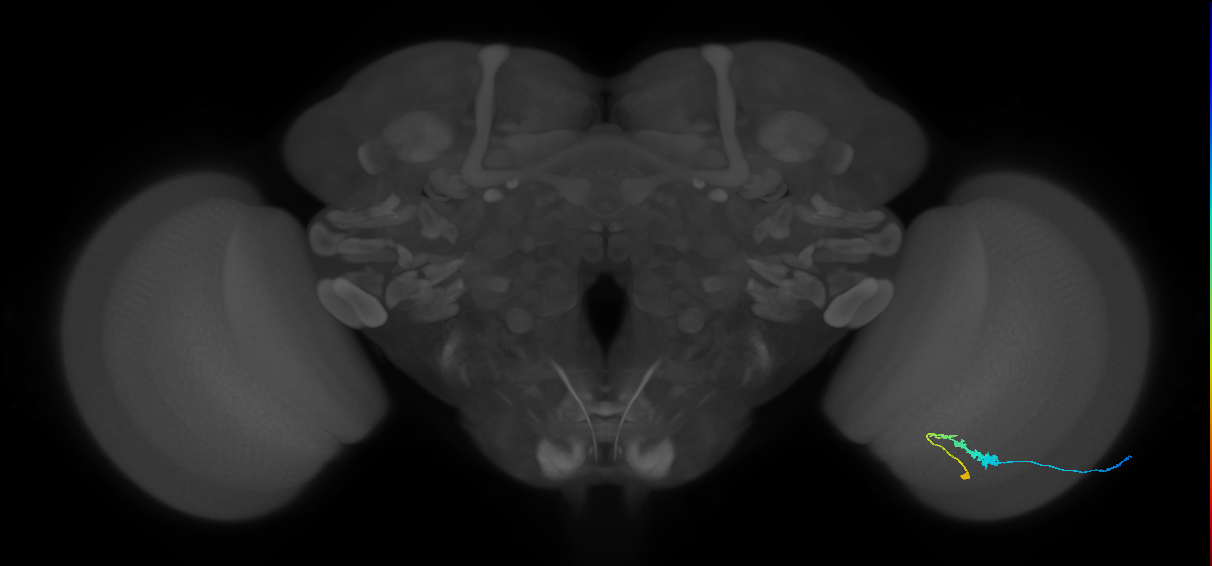 C3_R (JRC_OpticLobe:52506)