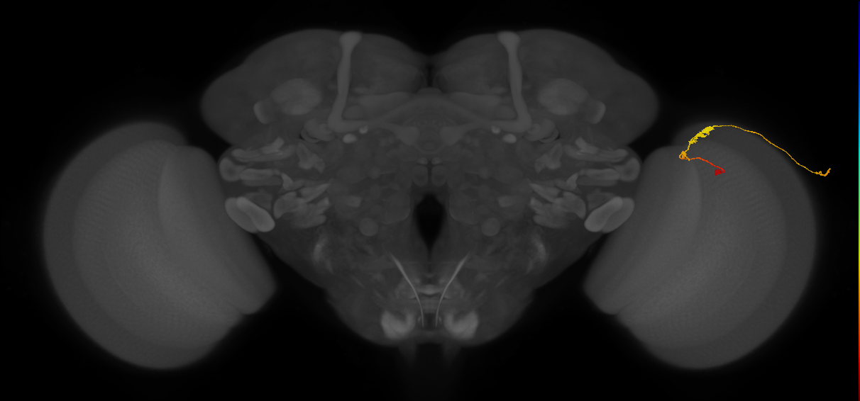 C3_R (JRC_OpticLobe:70249)