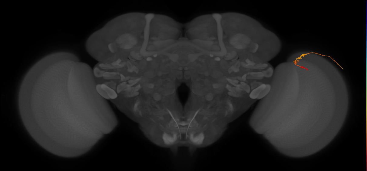 C3_R (JRC_OpticLobe:98505)