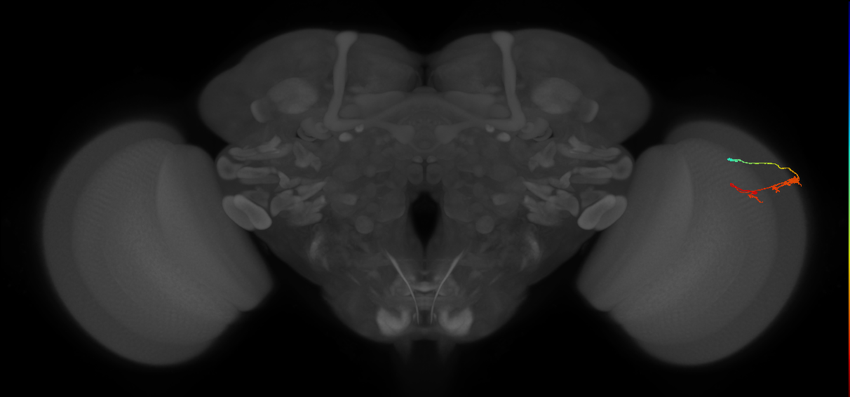 C3_R (JRC_OpticLobe:64347)