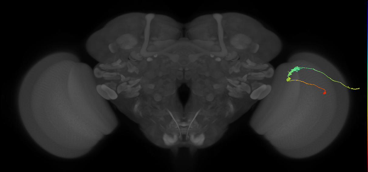 C3_R (JRC_OpticLobe:52830)