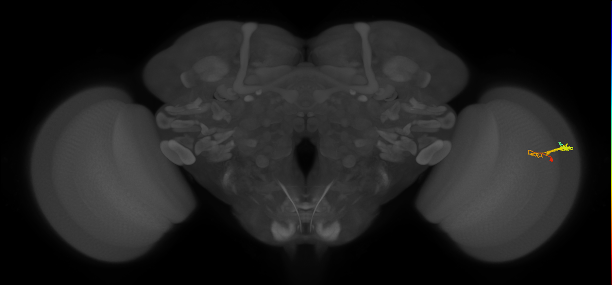 C3_R (JRC_OpticLobe:61525)
