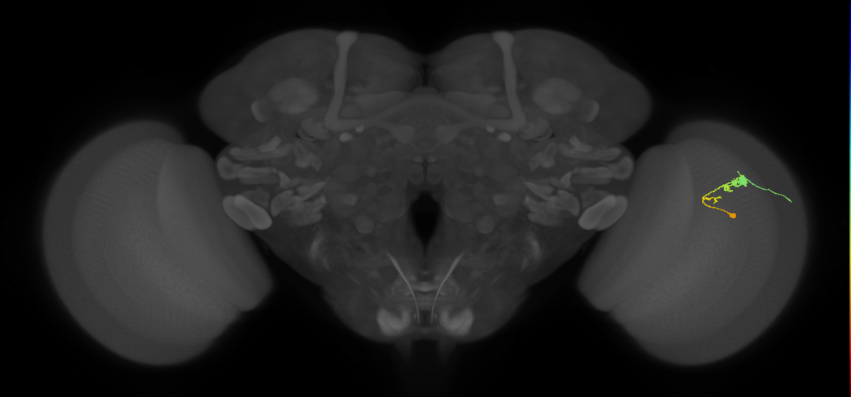 C3_R (JRC_OpticLobe:62079)
