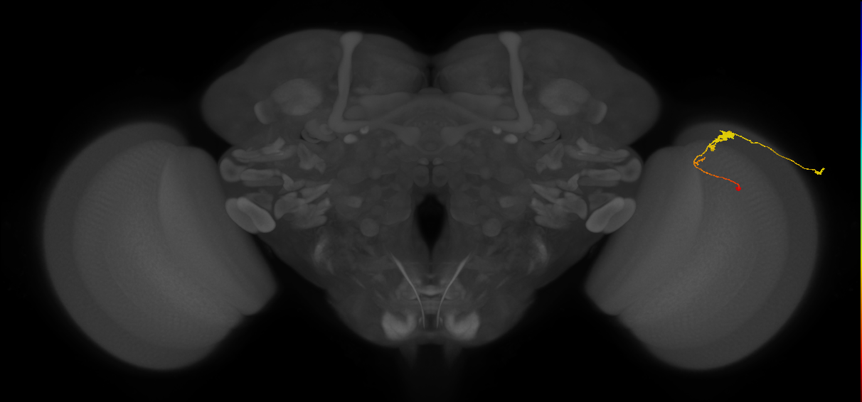 C3_R (JRC_OpticLobe:52217)