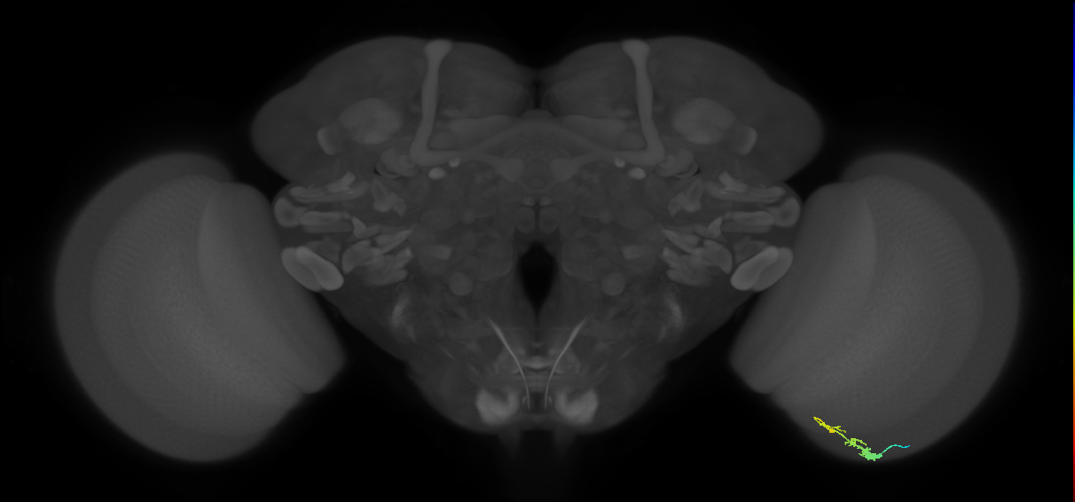 C3_R (JRC_OpticLobe:74782)