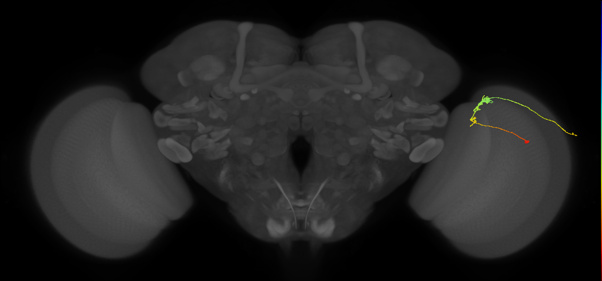 C3_R (JRC_OpticLobe:74317)